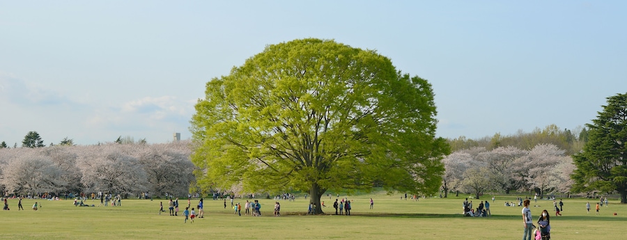 big tree in park