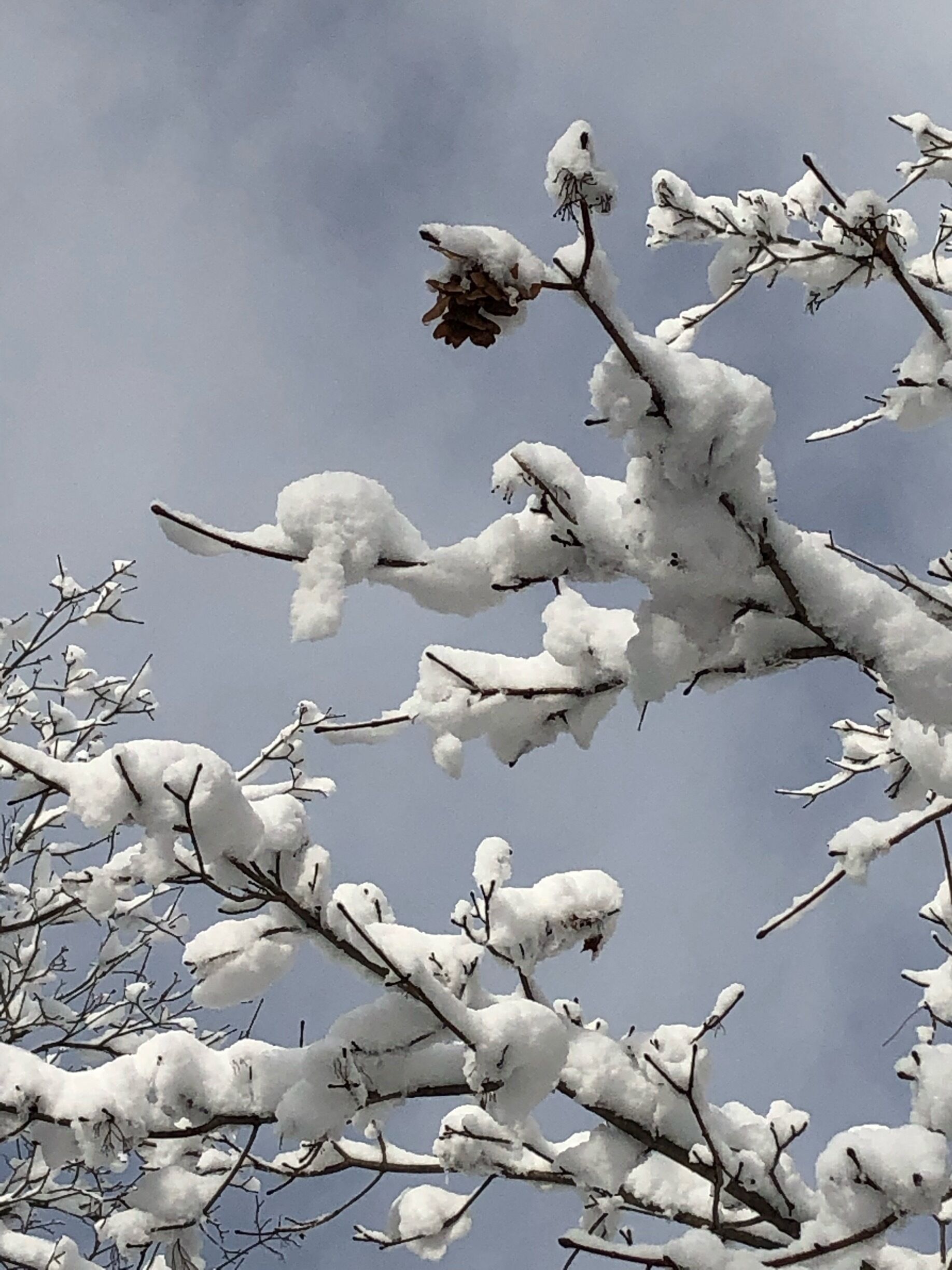 Just a beautiful snow falling. While I was visiting Maine.