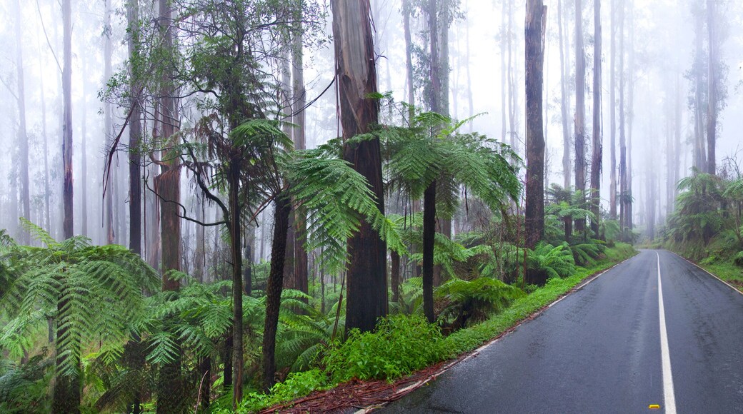 A Long Road Passing Through The Rainforest In Dandenong Ranges