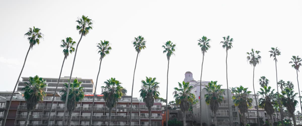 Palm trees and city skyline over the buildings in La Jolla Cove at sunset, Village of La Jolla, Southern California, USA, retro-style black and white photo