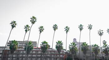 Palm trees and city skyline over the buildings in La Jolla Cove at sunset, Village of La Jolla, Southern California, USA, retro-style black and white photo
