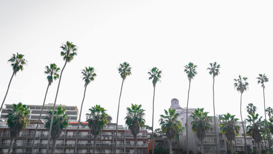 Palm trees and city skyline over the buildings in La Jolla Cove at sunset, Village of La Jolla, Southern California, USA, retro-style black and white photo
