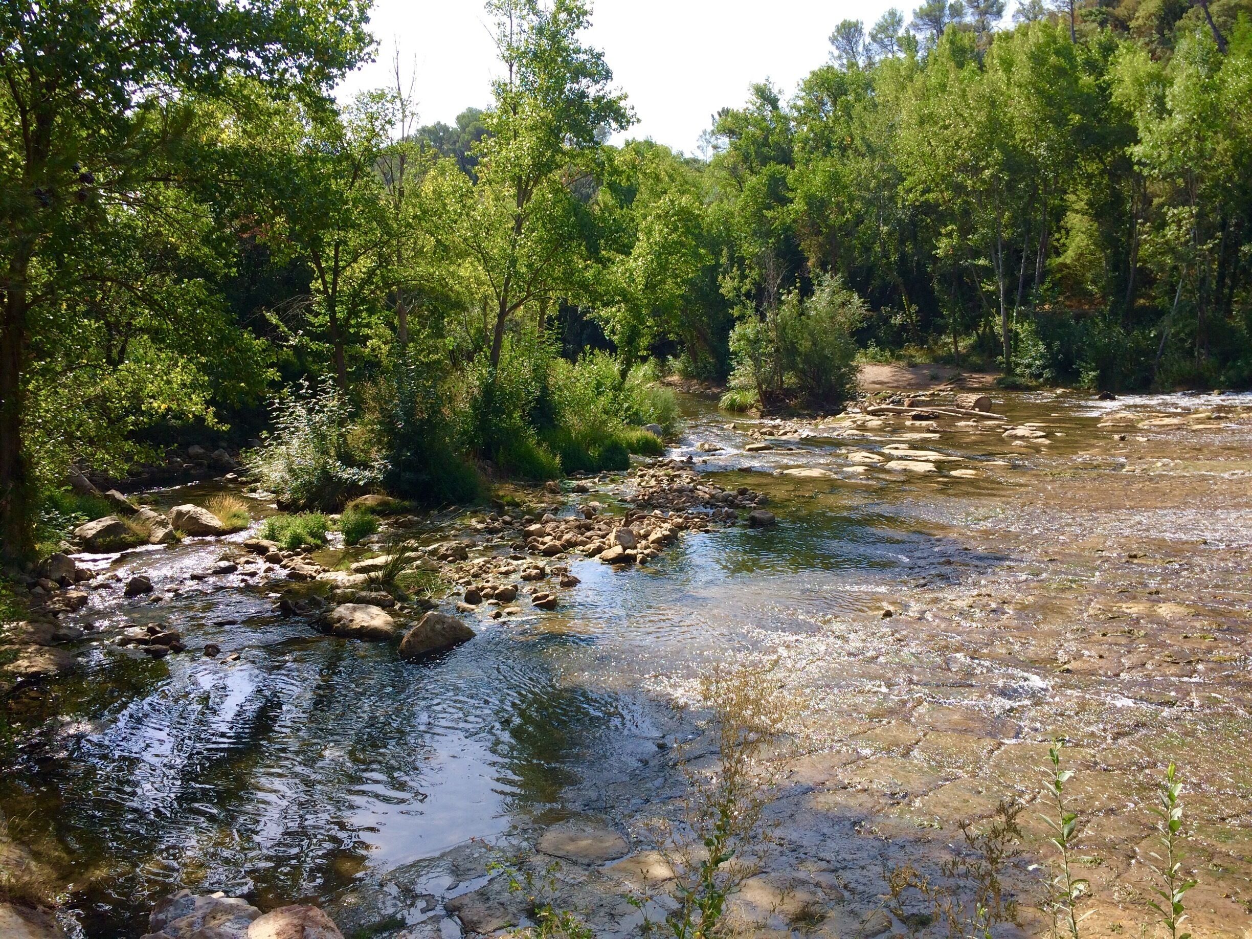 A river flowing through a forested area with rocks and trees.