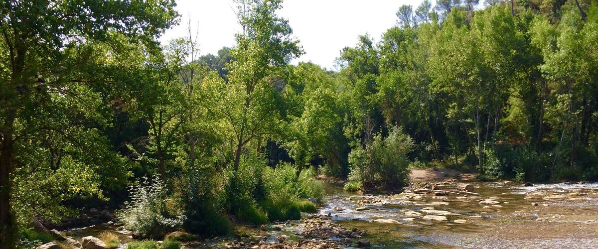 A river flowing through a forested area with rocks and trees.
