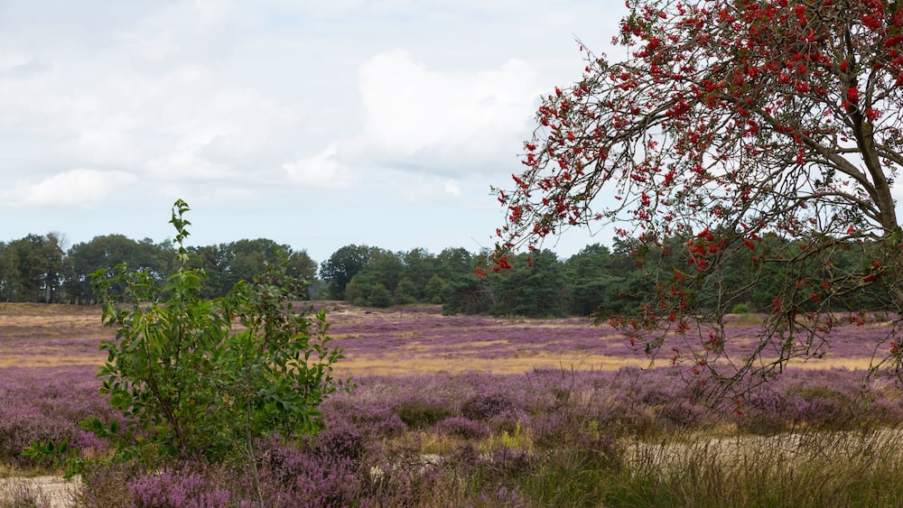 heather fields and dunes in holland
