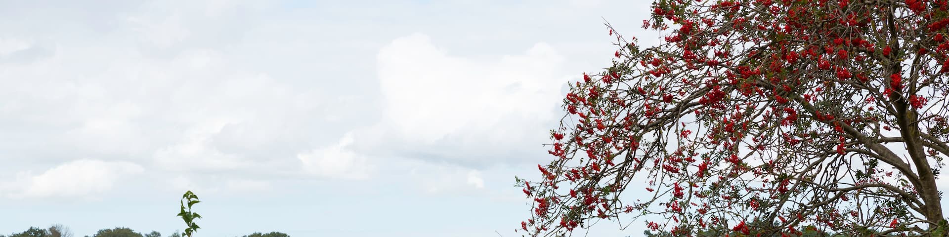 heather fields and dunes in holland