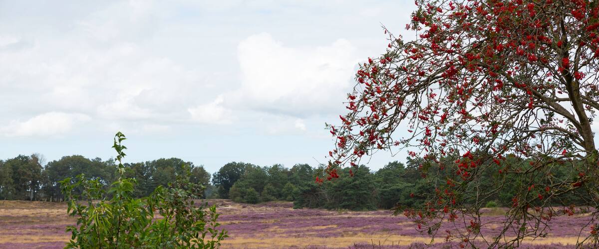 A field of purple flowers with a tree bearing red berries.