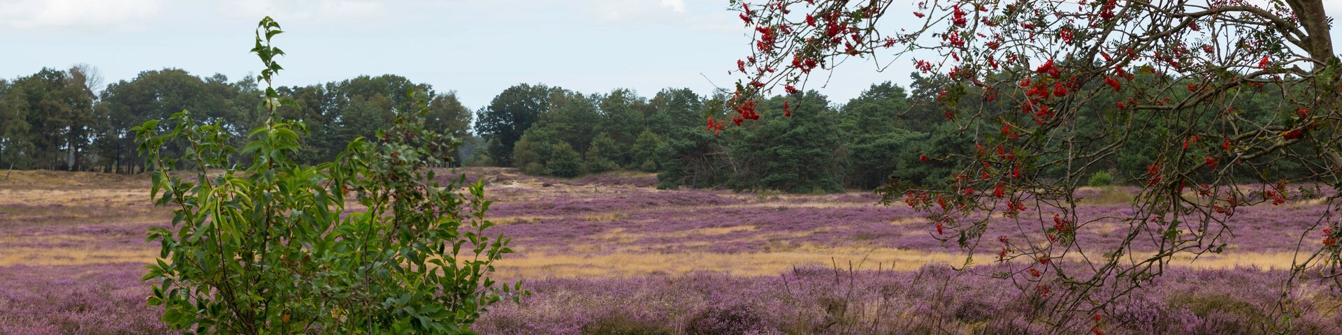A field of purple flowers with a tree bearing red berries.