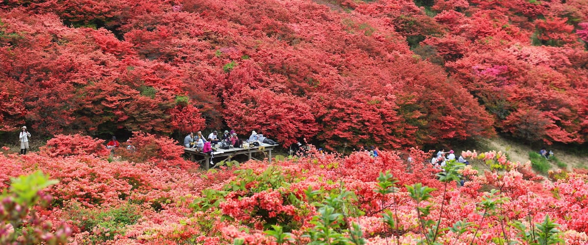 A hillside covered with vibrant pink azaleas.