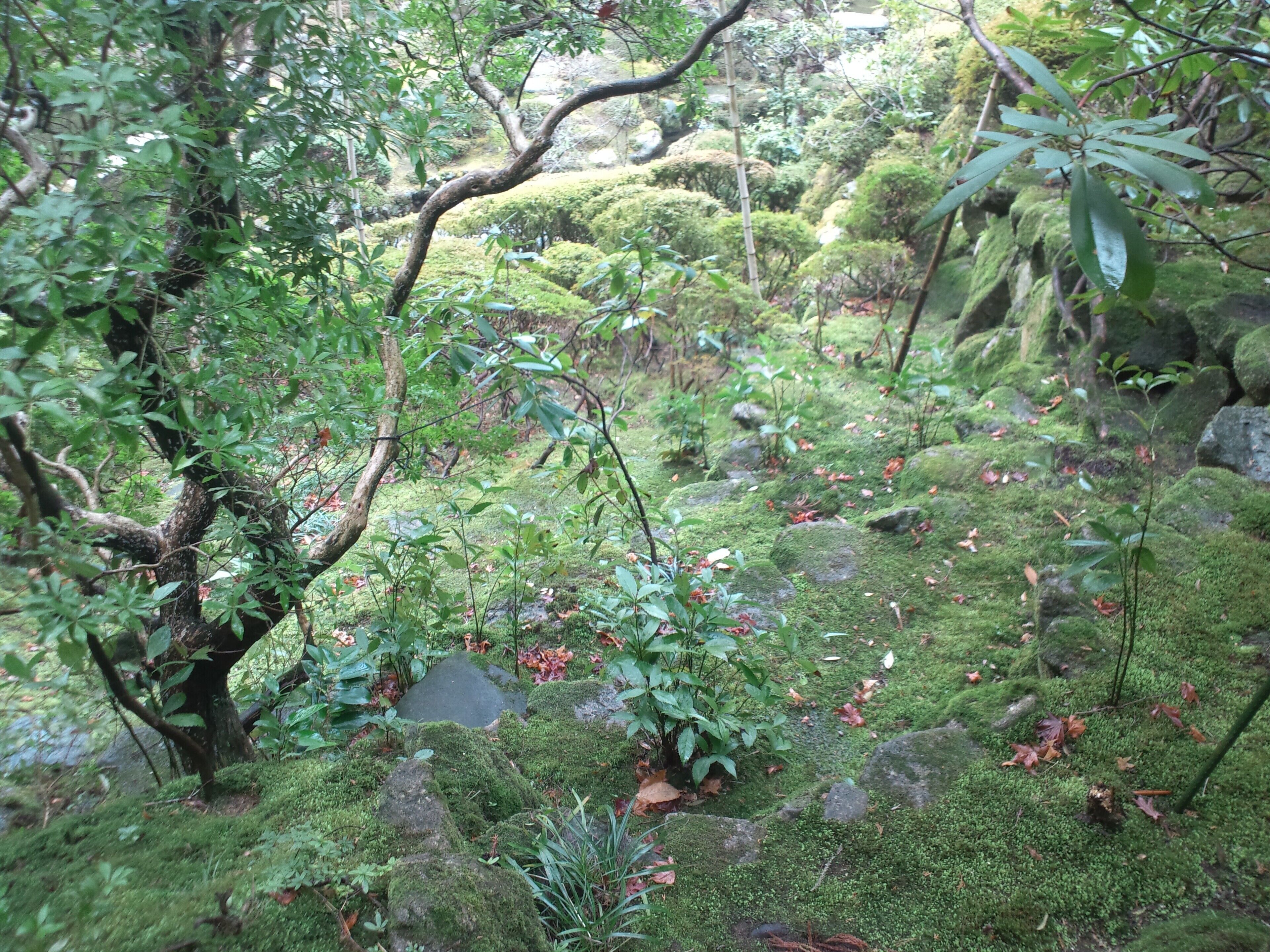 當麻寺 西南院 庭園