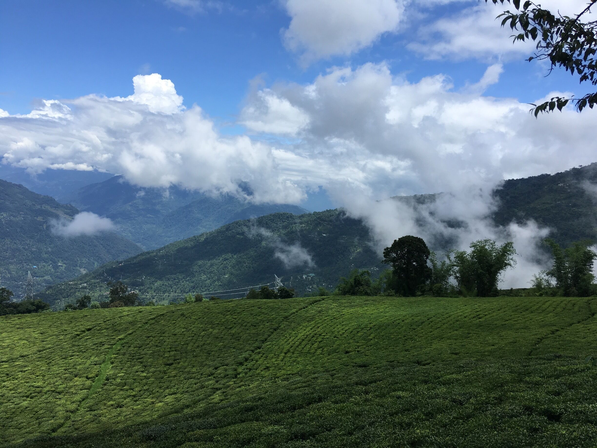 It’s Temi Tea Estate. Located near Gangtok in Sikkim, India. 
#tea #estate #india #cottoncandyclouds