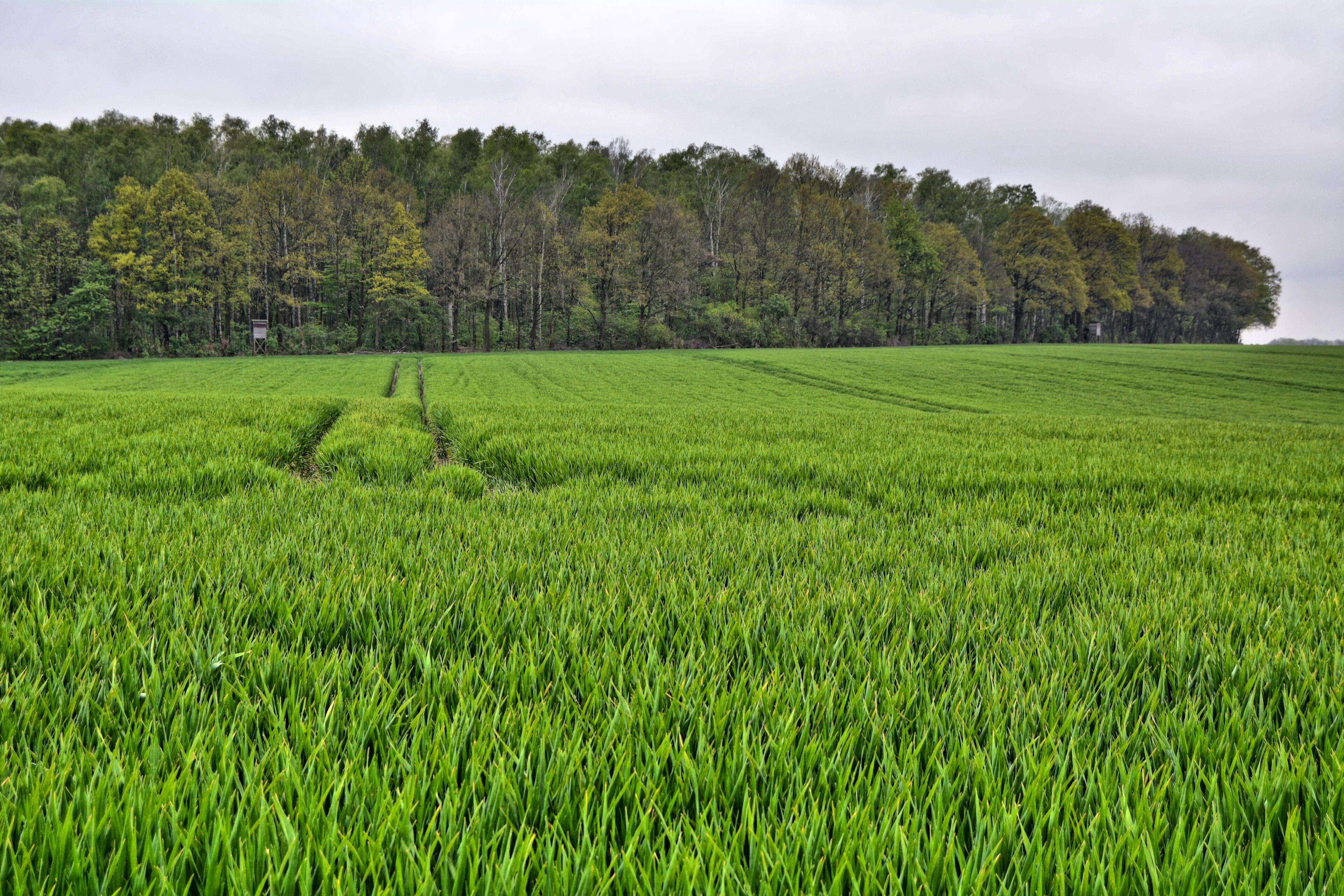 Oberholz, FFH 4740-301 Oberholz und Störmthaler Wiesen (Oberholz and Störmthal meadows), Oberholz, Großpösna-Störmthal, view of the forest area with deerstands