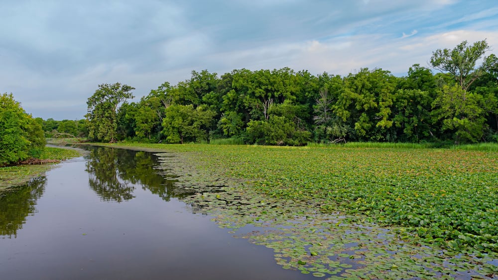 620-50 Summer Lilypad Backwater