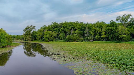 620-50 Summer Lilypad Backwater