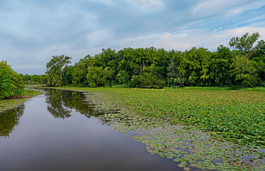 620-50 Summer Lilypad  Backwater