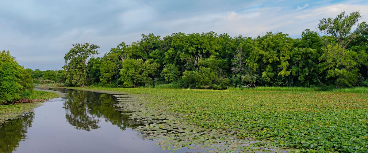 620-50 Summer Lilypad Backwater