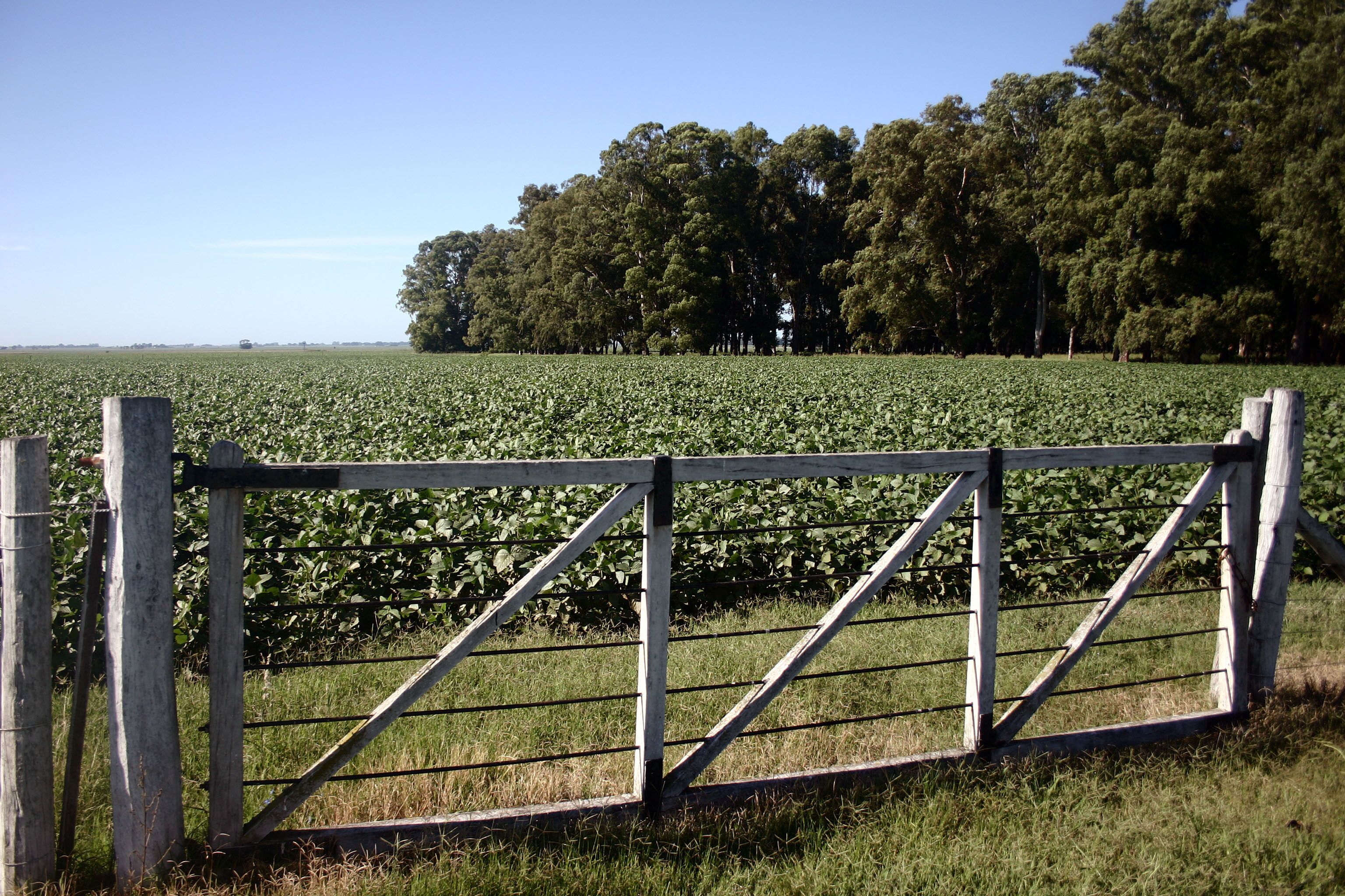 A rural landscape with a wooden gate, a field of crops, and a line of trees in the background.