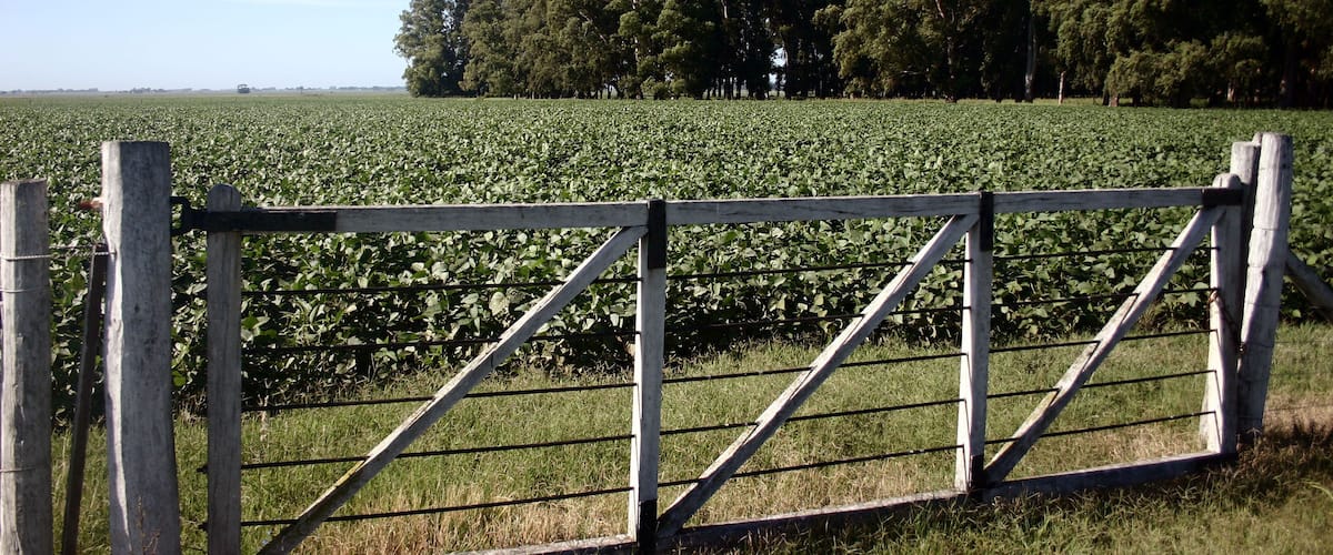 A rural landscape with a wooden gate, a field of crops, and a line of trees in the background.