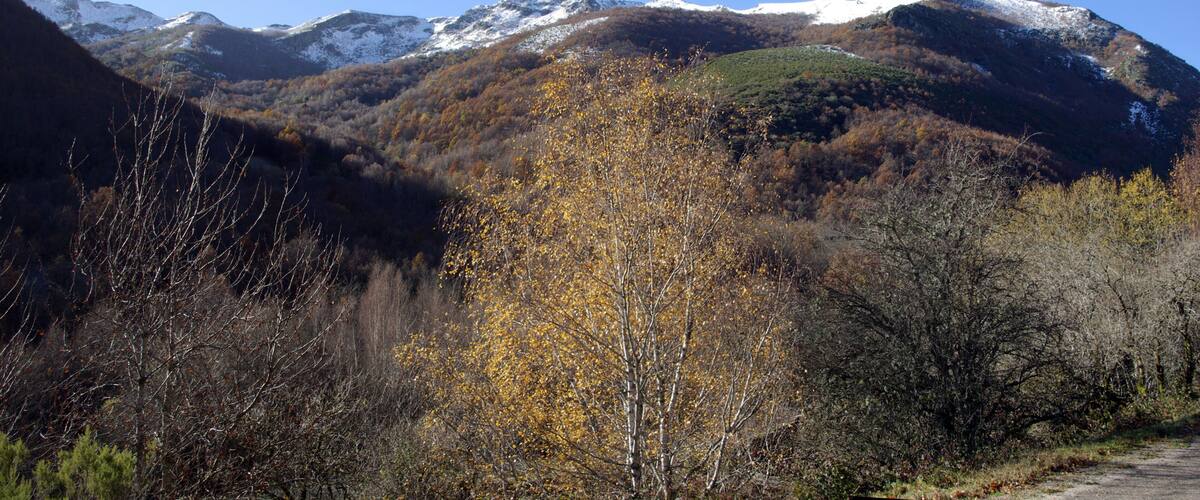 A mountainous landscape with autumn-colored trees and snow-capped peaks.