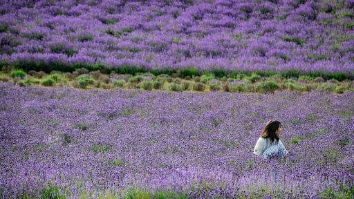 Nakafurano showing wildflowers as well as an individual femail