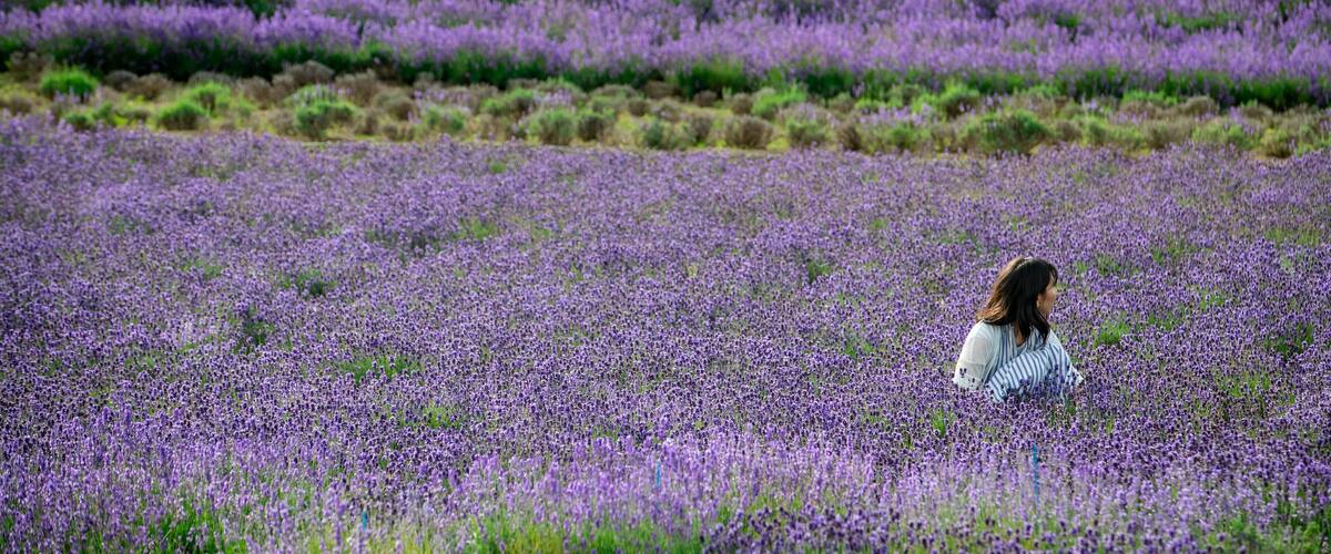 A field of purple flowers with a person in the foreground.