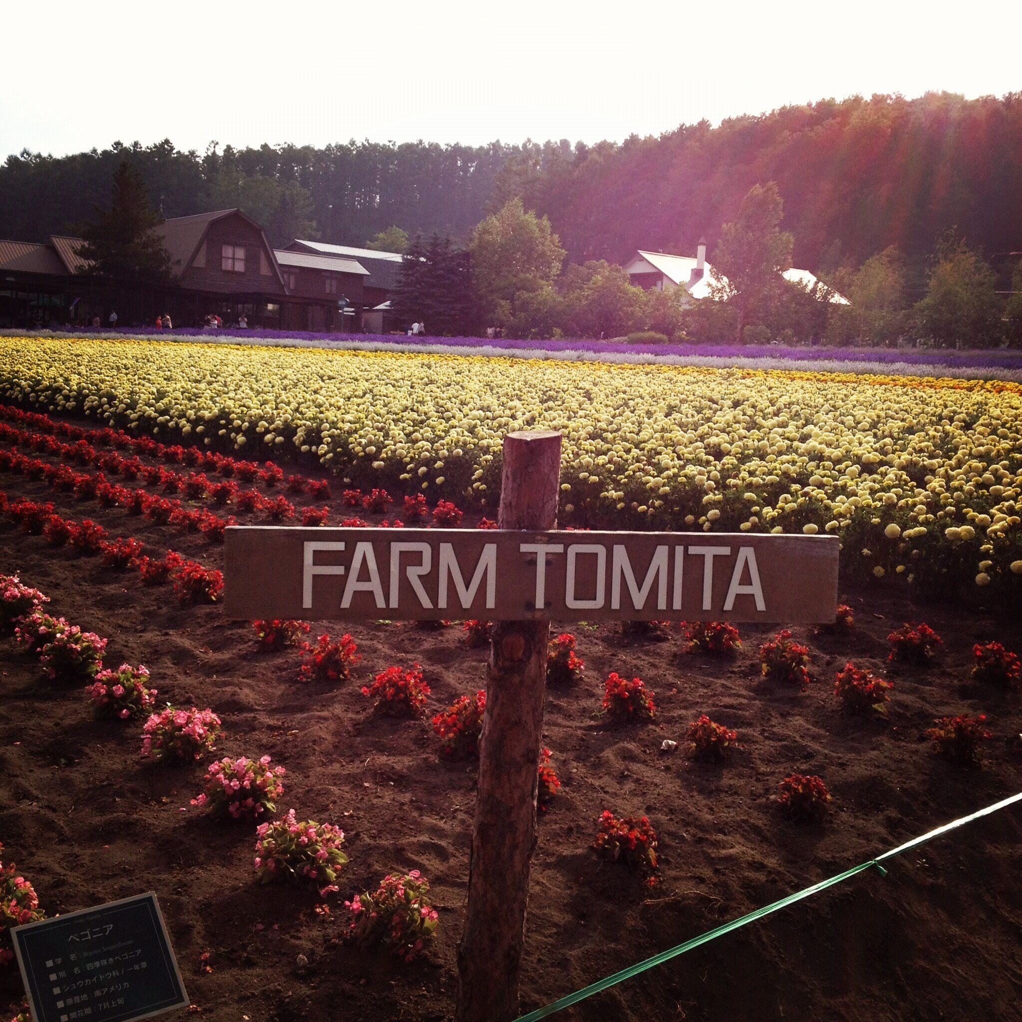 A farm sign with 'FARM TOMITA' written on it, surrounded by rows of yellow and red flowers.