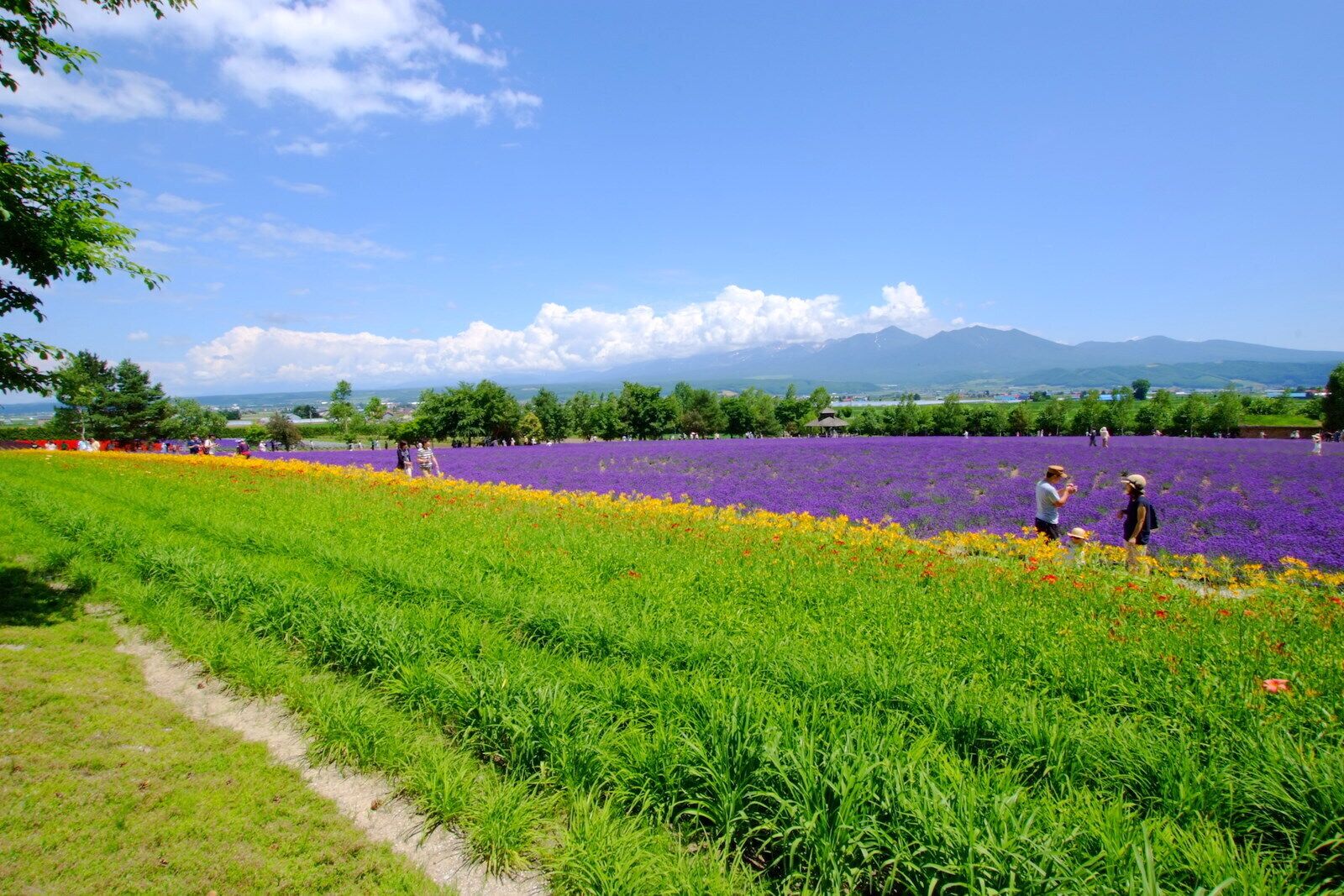 Um campo de flores roxas com uma cordilheira ao fundo.