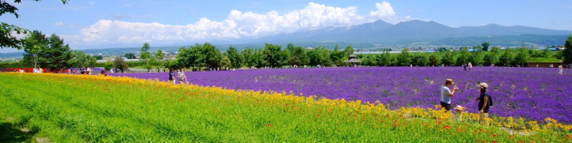 Um campo de flores roxas com uma cordilheira ao fundo.