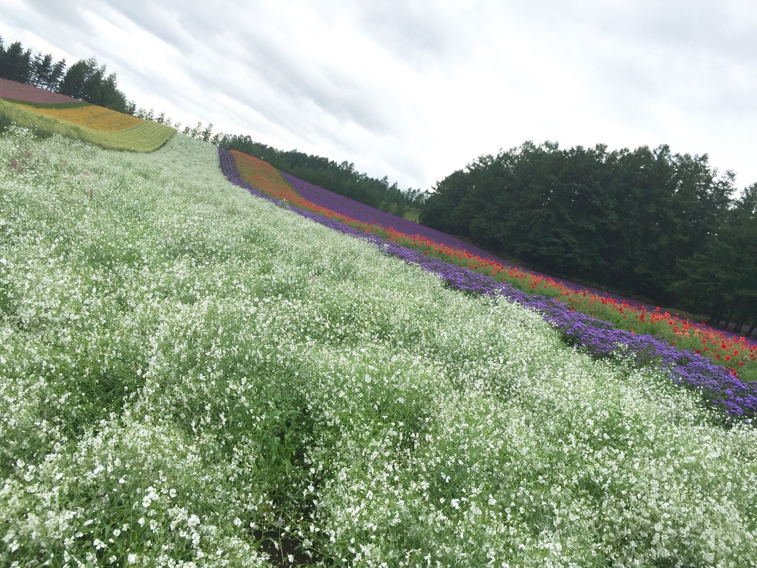 Unfortunately in this part of Japan the rail service is limited to local train and things move at a slow pace. Weather wasn't perfect today as it was gloomy with intermittent rains. I should be thankful it's not outright downpour remnant of the typhoon!

Best to visit with friends and in cars! Only twice daily train stops at this station and the nearest more regular station is Nakafurano which is about 30 mins by walk or ¥700 by taxi! I took the taxi as the next train was 10 mins away and had I missed that I would have to wait for another hour for the subsequent train!!! Reminds me very much of the bus service in Canada!

#bestof5