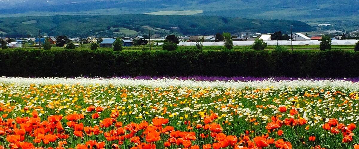 Farm Tomita at Furano, Hokkaido.