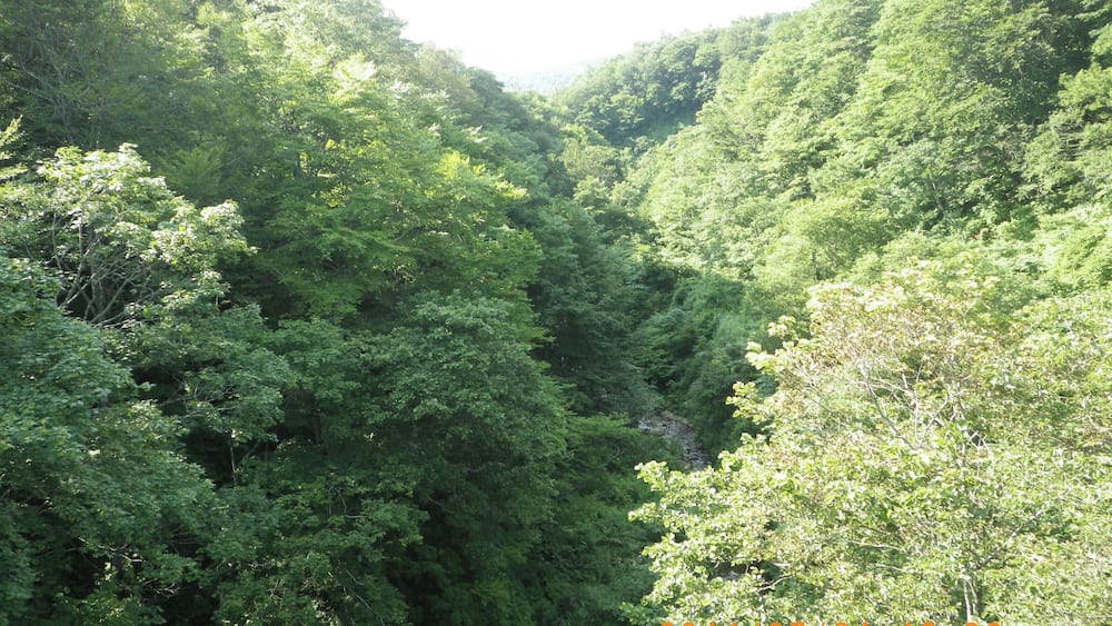 Ein dichter Wald mit einem schmalen Tal.