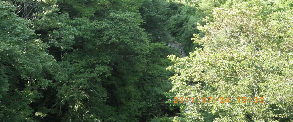 A dense forest with a narrow valley.