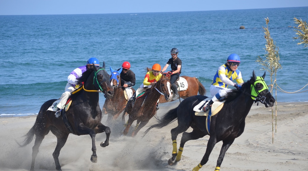 2014年・第38回さがら草競馬大会の写真です。大会の終盤、決勝レースの模様です。