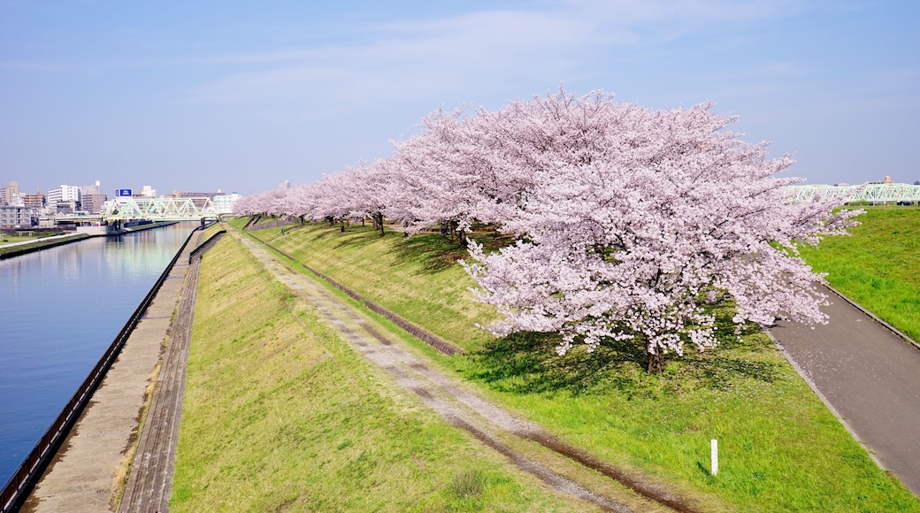 川沿いの桜