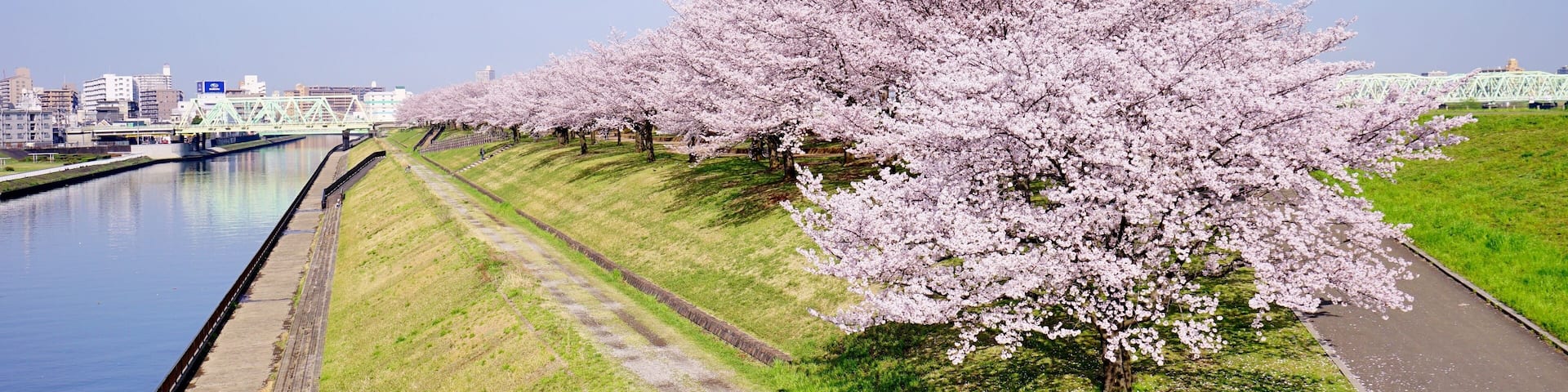 川沿いの桜