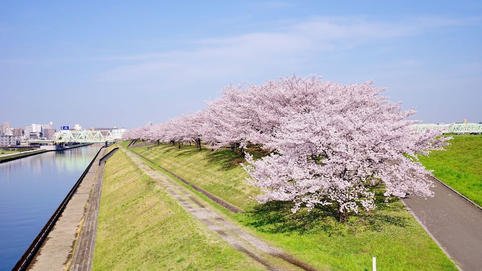 A canal with cherry blossom trees lining the path.