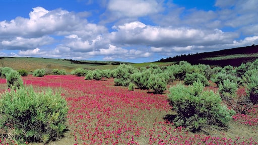 USA, Oregon, Diamond. Bright pink flowers and sagebrush cover the desert floor near Diamond, Oregon.