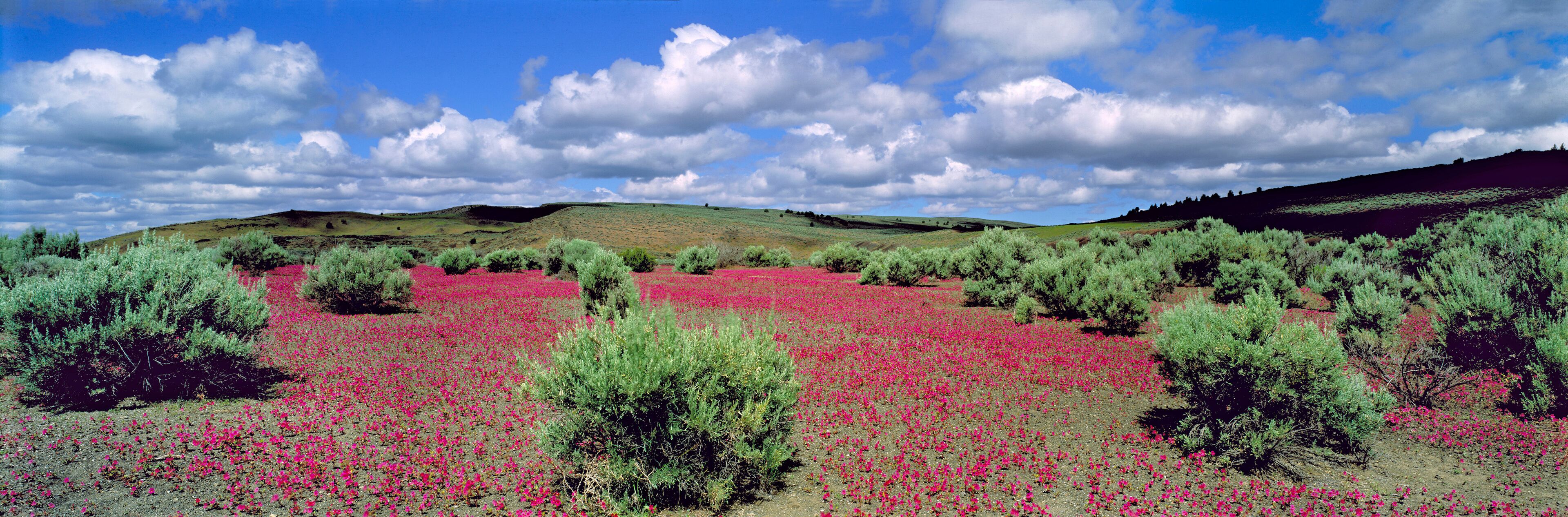 A field of pink flowers with green bushes and hills in the background.