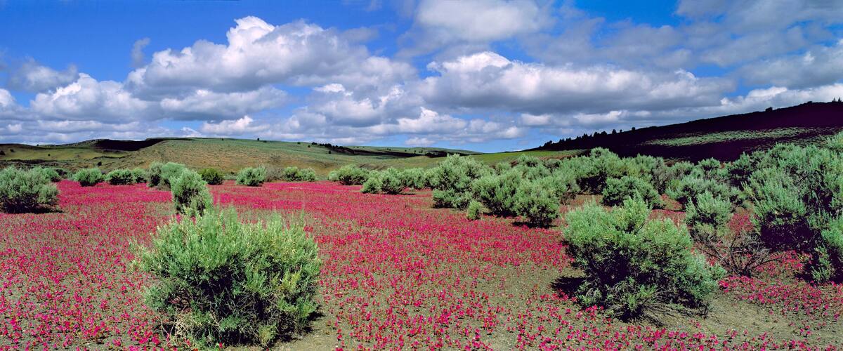 A field of pink flowers with green bushes and hills in the background.