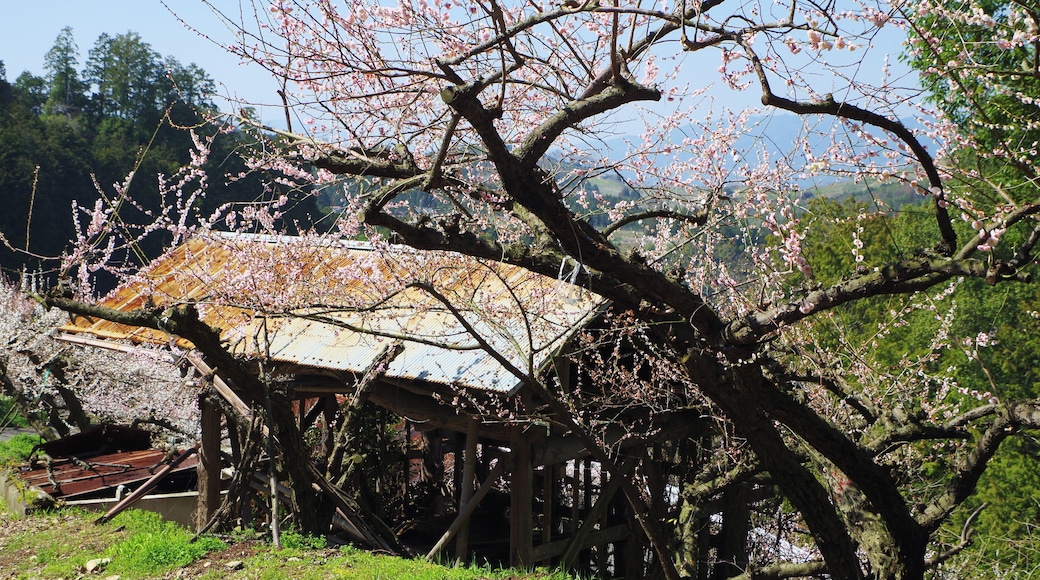 賀名生梅林 2014.3.28