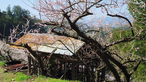 賀名生梅林 2014.3.28