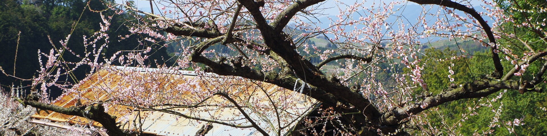 賀名生梅林 2014.3.28