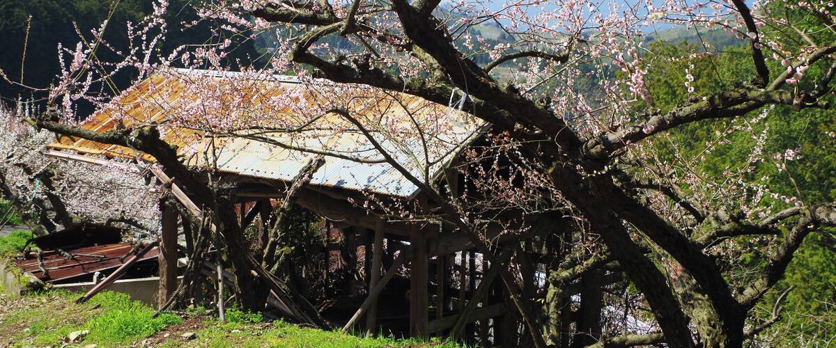 A traditional wooden structure with a sloped roof, surrounded by blooming cherry trees.