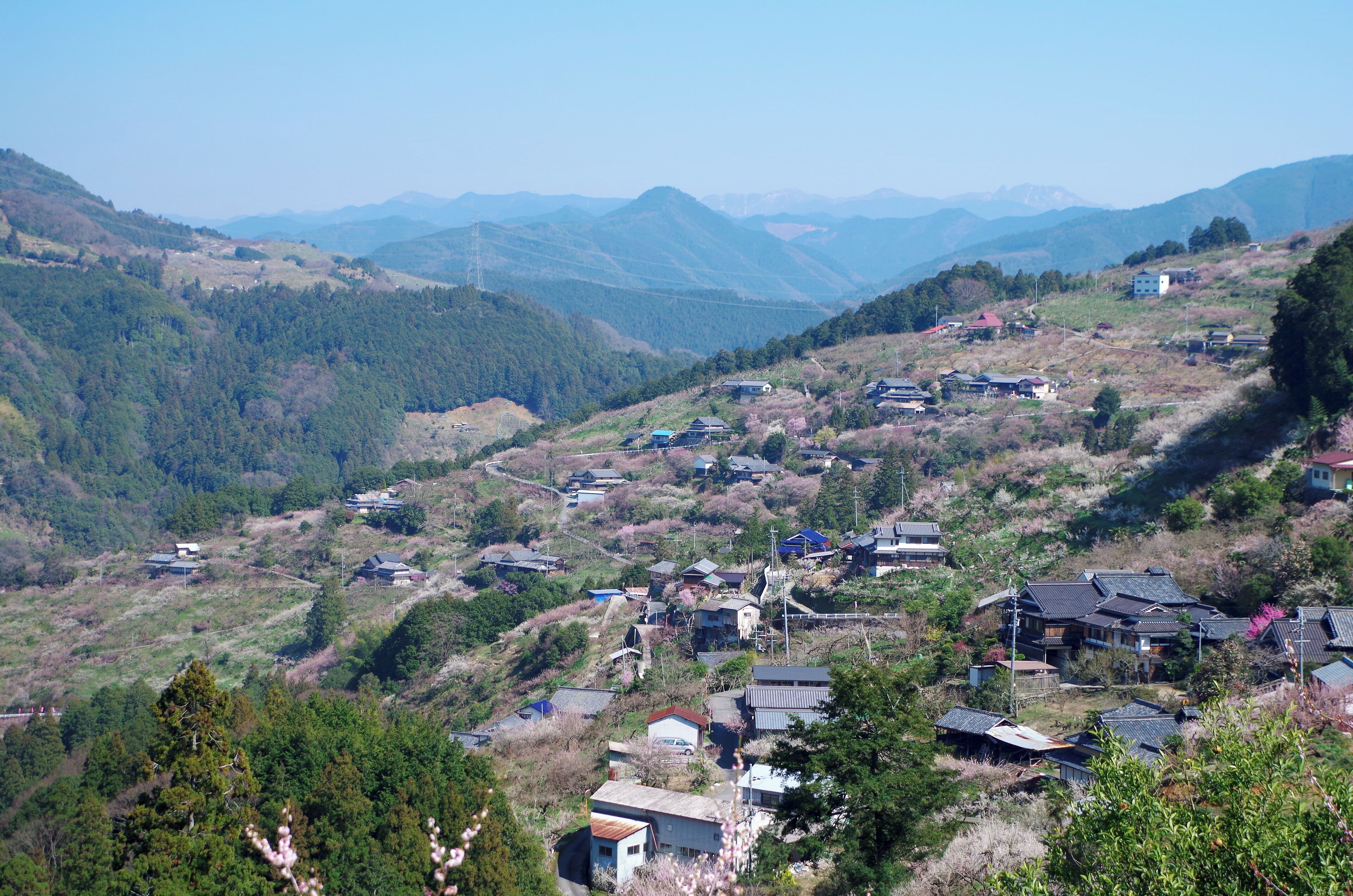 賀名生梅林 Anō-bairin 2014.3.28