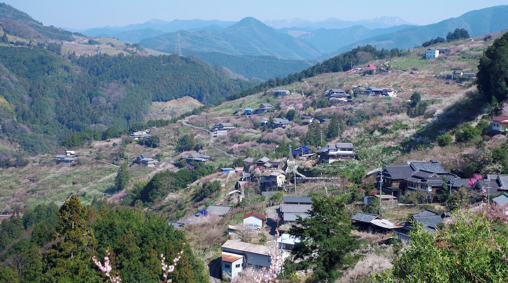 賀名生梅林 Anō-bairin 2014.3.28