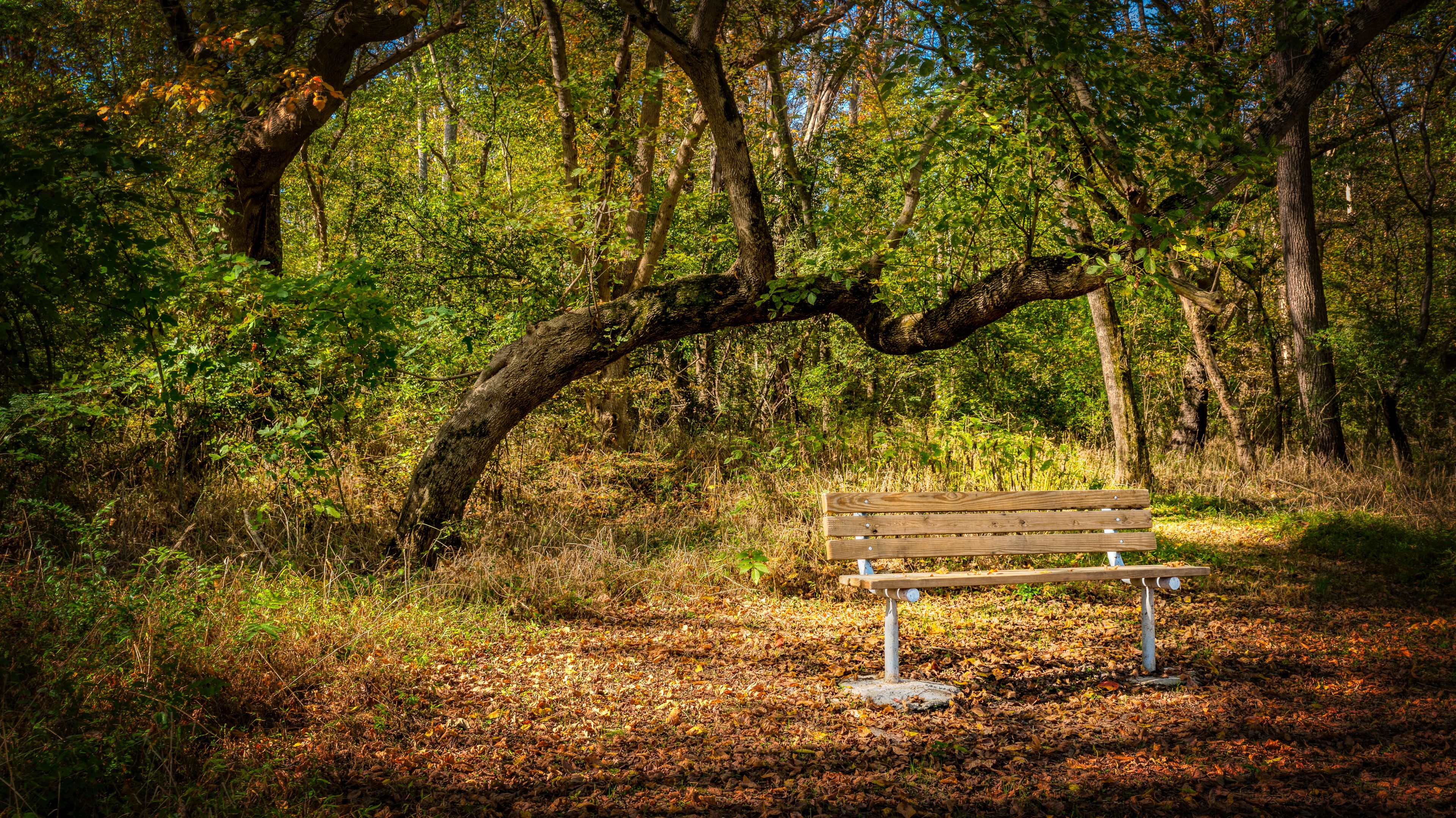 Empty bench at Haw River at Swepsonvile River Park