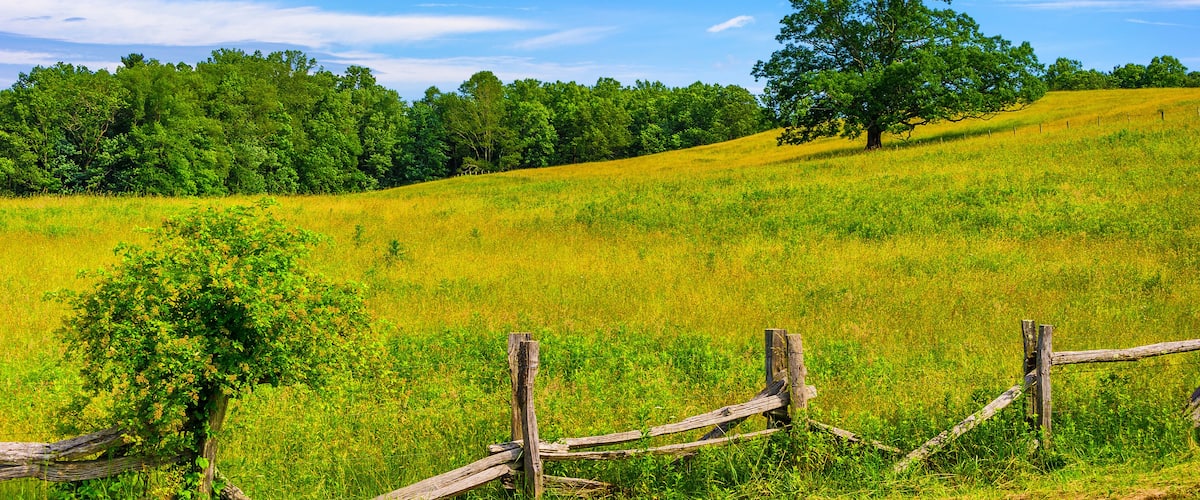 A grassy field with a wooden fence, a large tree, and a line of trees in the background under a blue sky.