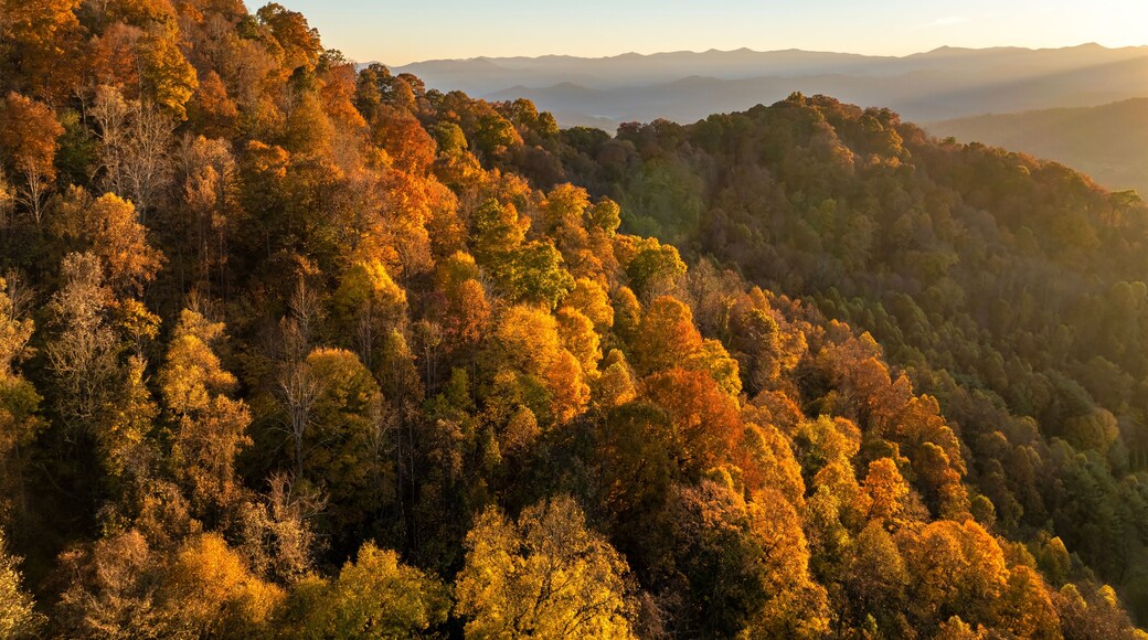 Wooded sunset hills of Appalachian mountains in North Carolina with lush and evergreen forest trees at fall season. Beauty of autumnal nature
