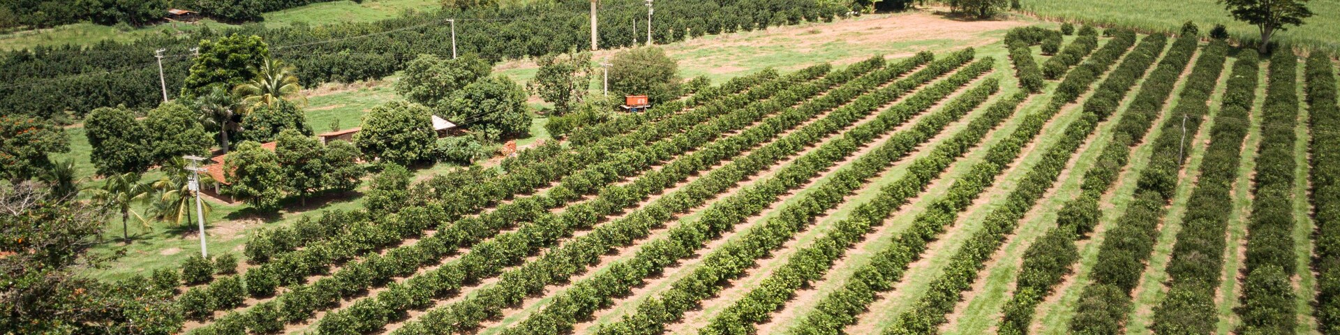 Vista aérea de un extenso campo agrícola con hileras de cultivos y árboles dispersos.