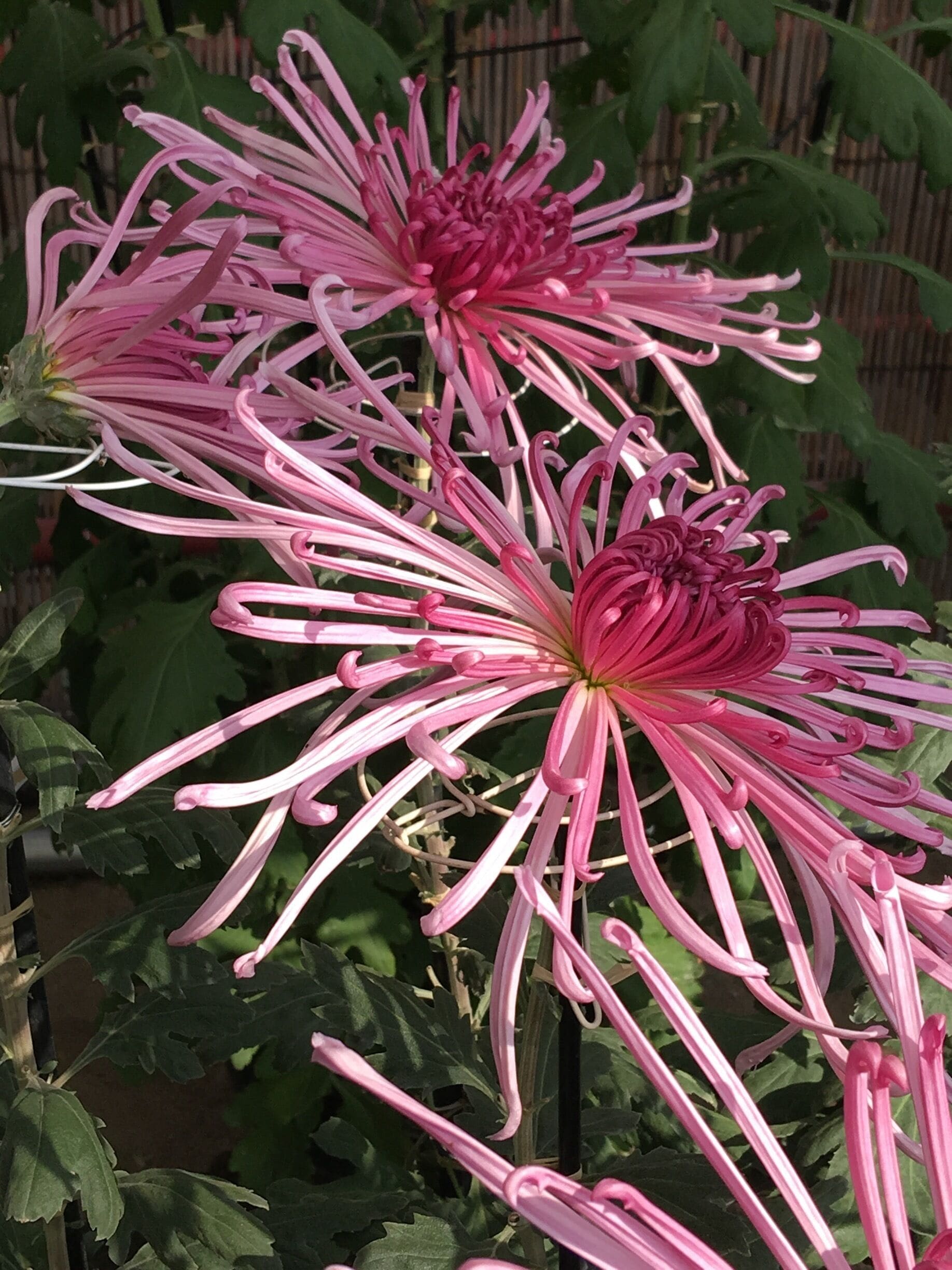 A different variant but still looking good!